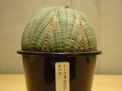 パラシュートのようなドーム状のユーフォルビア・オベサ/Euphorbia Obesa 塊根植物/コーデックス 観葉植物 無料引取 PLANtRプラントル 植物の再利用
