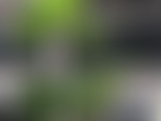 立ちあがった根と大きなハート型の葉と ウンベラータ 観葉植物の無料引取り PLANtR 植物の再利用