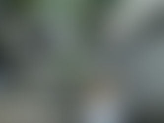 太めの気根と少し曲がった幹のフィカス・ベンガレンシス 観葉植物の無料引取り PLANtRプラントル 植物の再利用