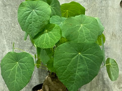 木質の丸い塊根部 ステファニア・ヴェノサ/ベノーサStephania venosa 観葉植物 引取 PLANtRプラントル 植物の再利用 リサイクル