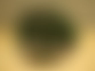 ちび花きりん ユーフォルビア・デカリー/Euphorbia decaryi 塊根植物/コーデックス