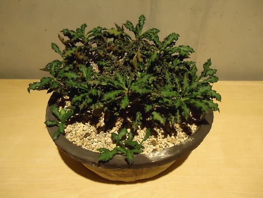 ユーフォルビアデカリースピロスティカ陶器鉢のまま発送塊根