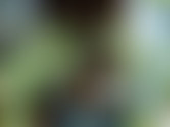 華奢な長い葉 ブラキキトン・ルペストリス 観葉植物 無料引取 PLANtRプラントル 植物の再利用