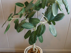 上品でインテリアプランツとして最適なフィカス・ベンガレンシス 観葉植物 無料引取 PLANtRプラントル 植物の再利用