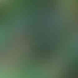 red flowers and purple flowers