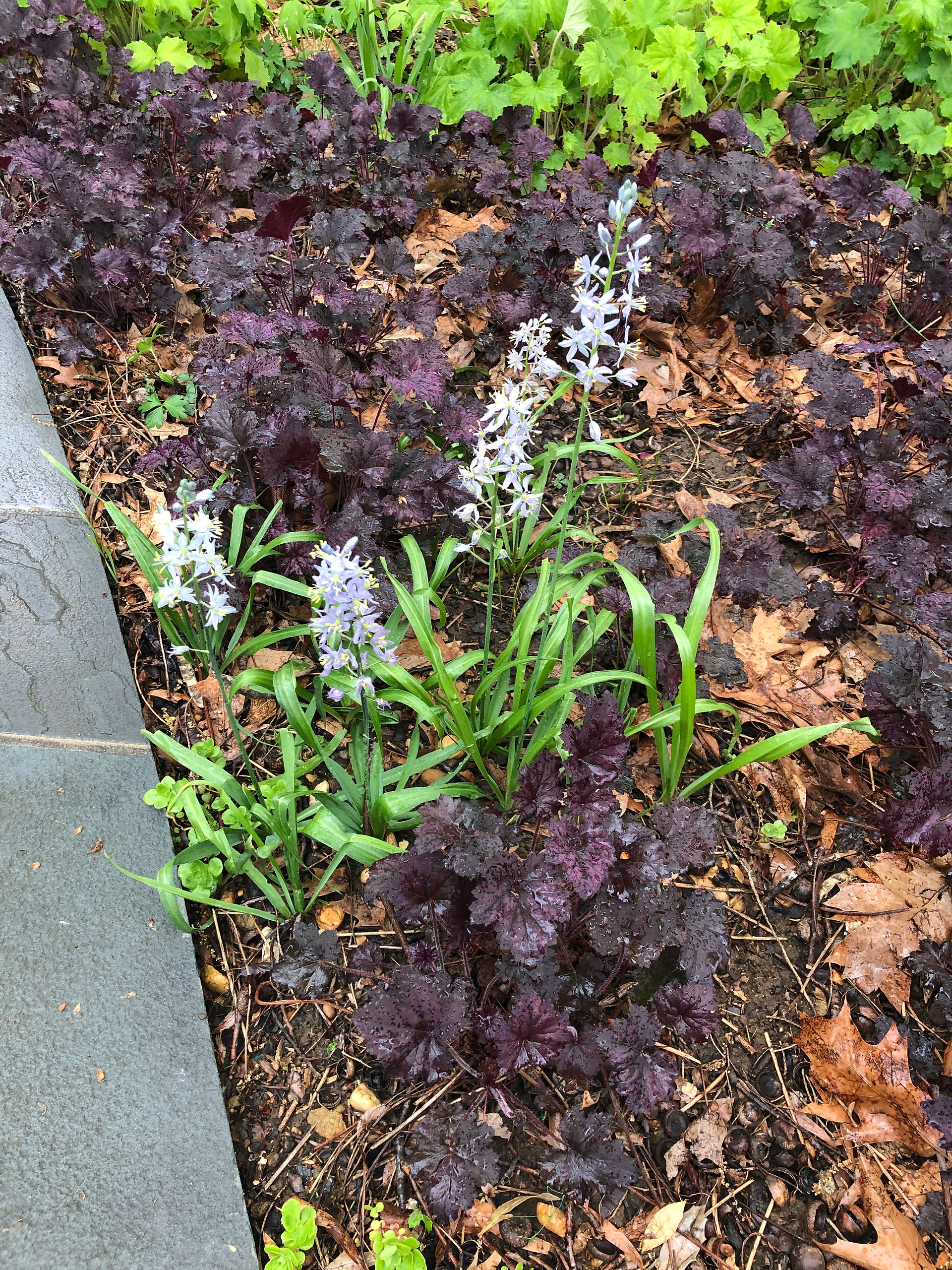 camassia scilloides