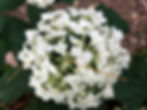 Hydrangea Arborescens 'Annabelle' flower closeup
