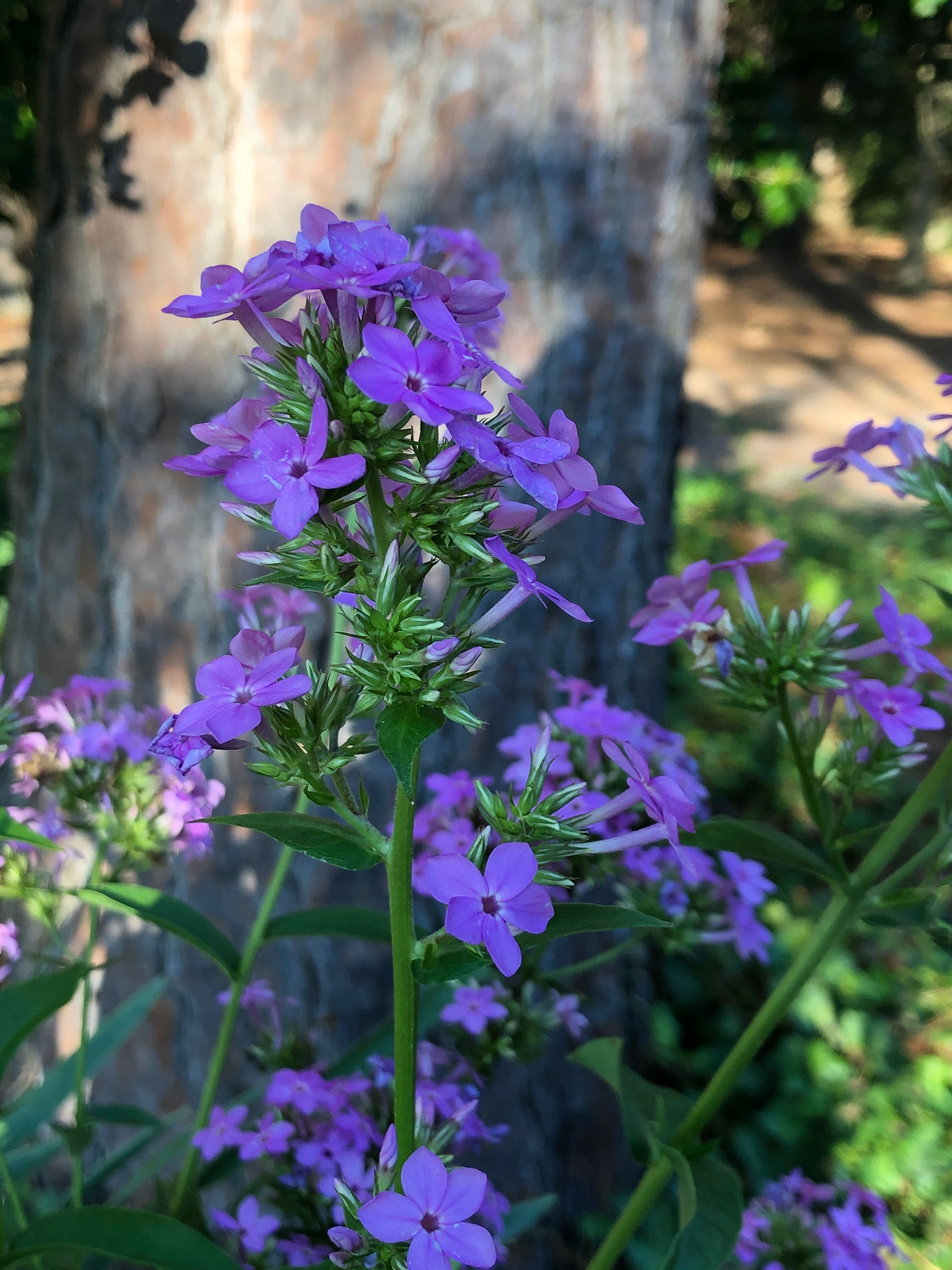 phlox 'Jeana'