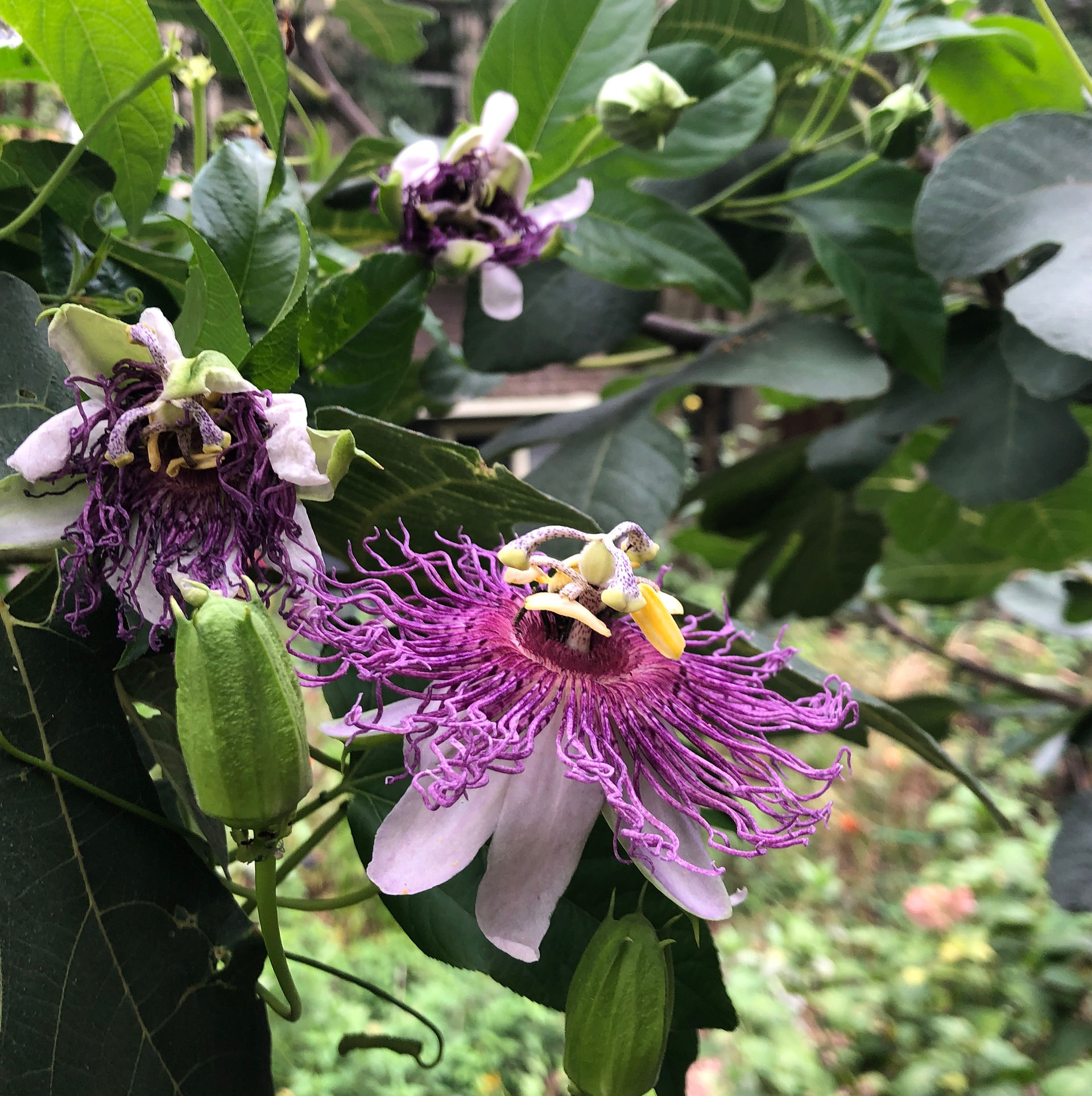 native maypop flowers up close