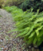 green ferns along gravel path