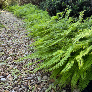 An Exuberant Native Garden