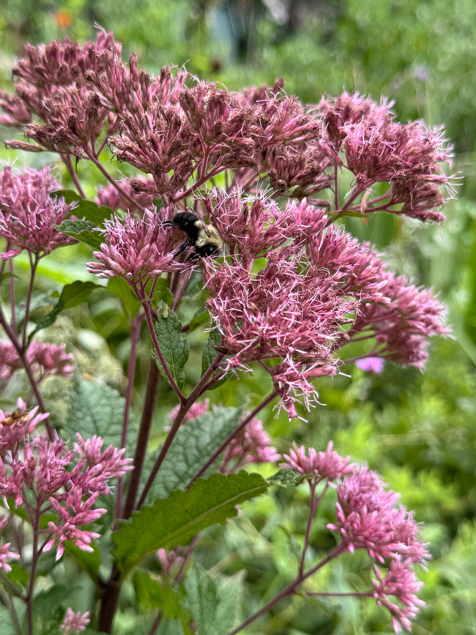 pink flowers