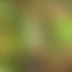 Virginia & Maryland Native Plants: Poppy buds