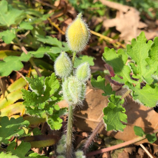 Virginia & Maryland Native Plants: Poppy buds