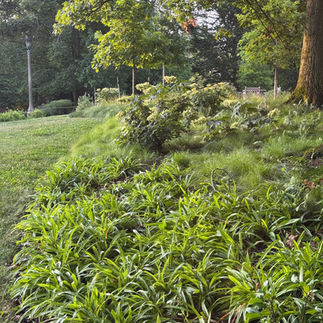ground covers beneath large tree and grass'