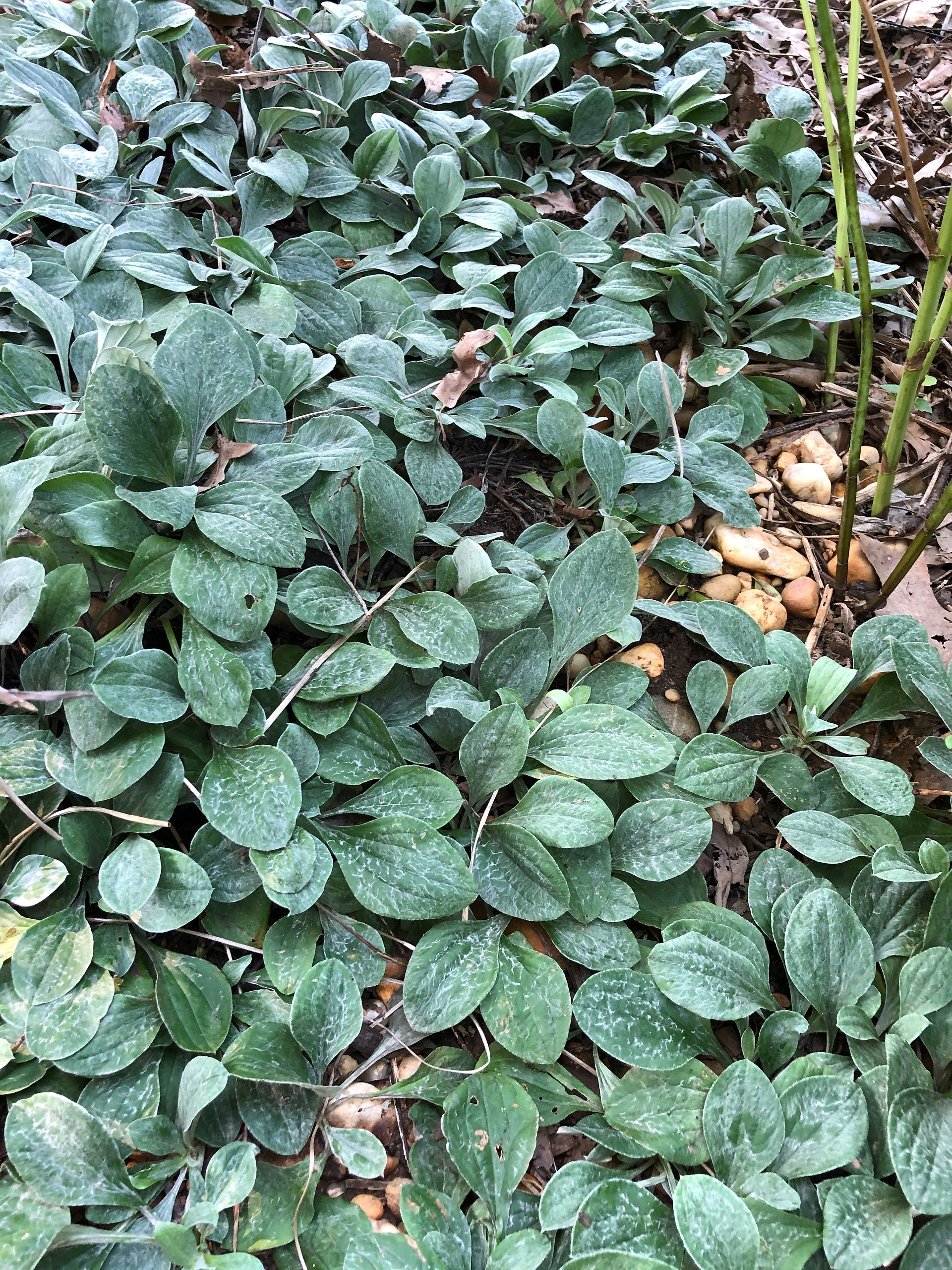 minty green foliage