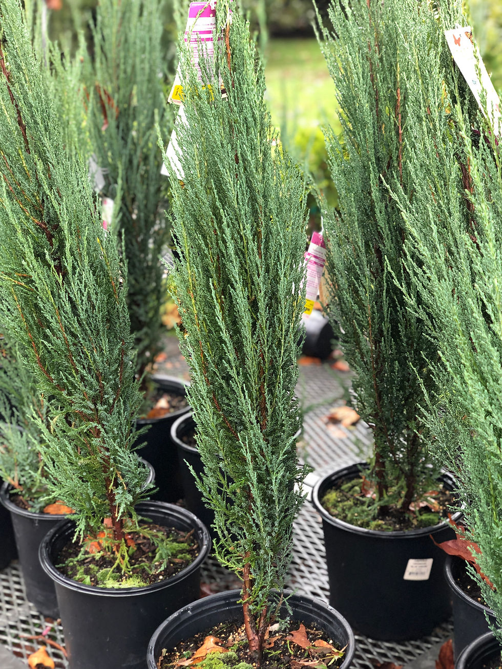 native eastern red cedars ('Blue Arrow')