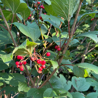 shrub with red berries