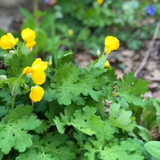 Virginia & Maryland Native Plants: Poppies budding