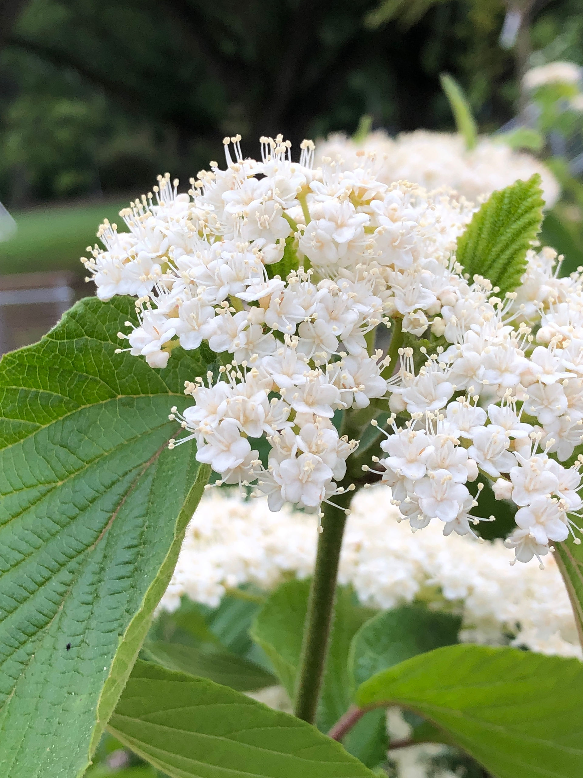 arrowwood viburnum