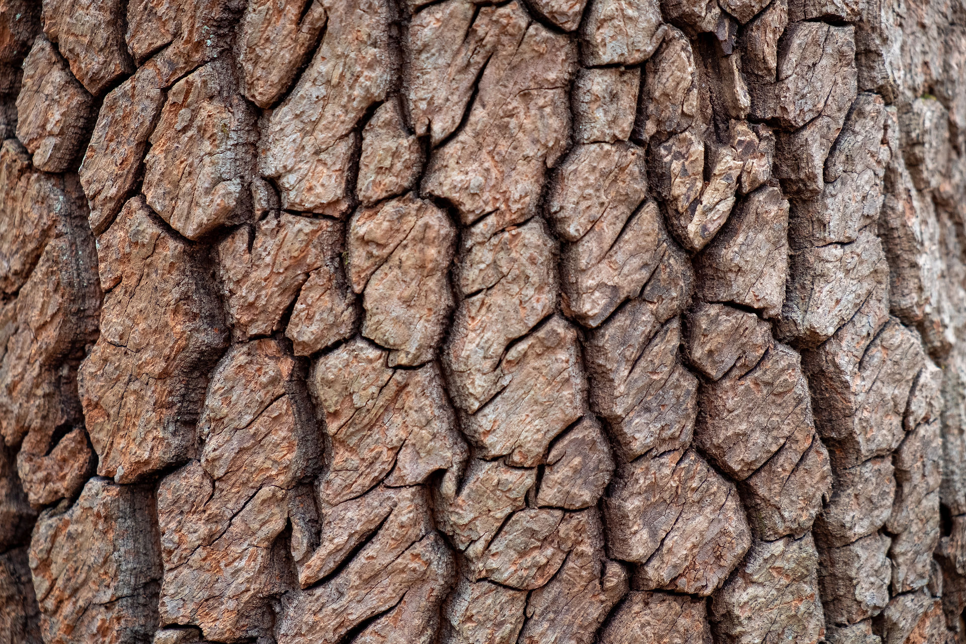 native sourwood bark