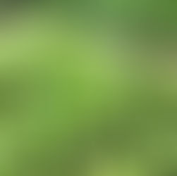 small green plants