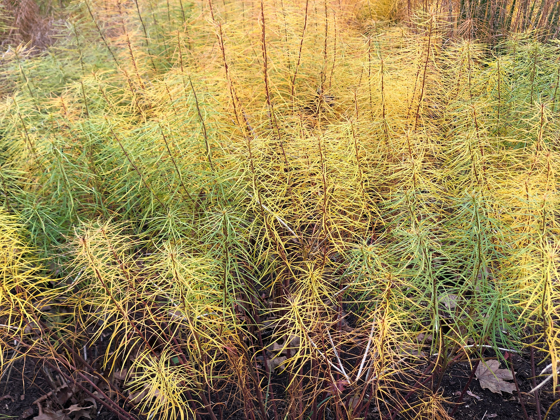 amsonia fall color