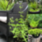 perennial containers