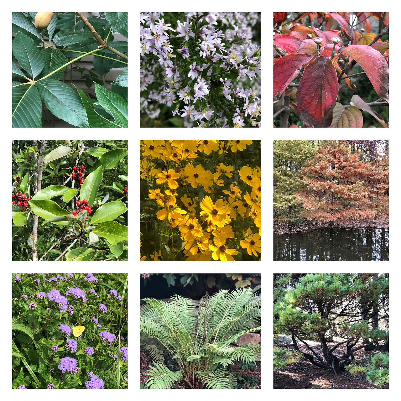 picture grid of 9 plants