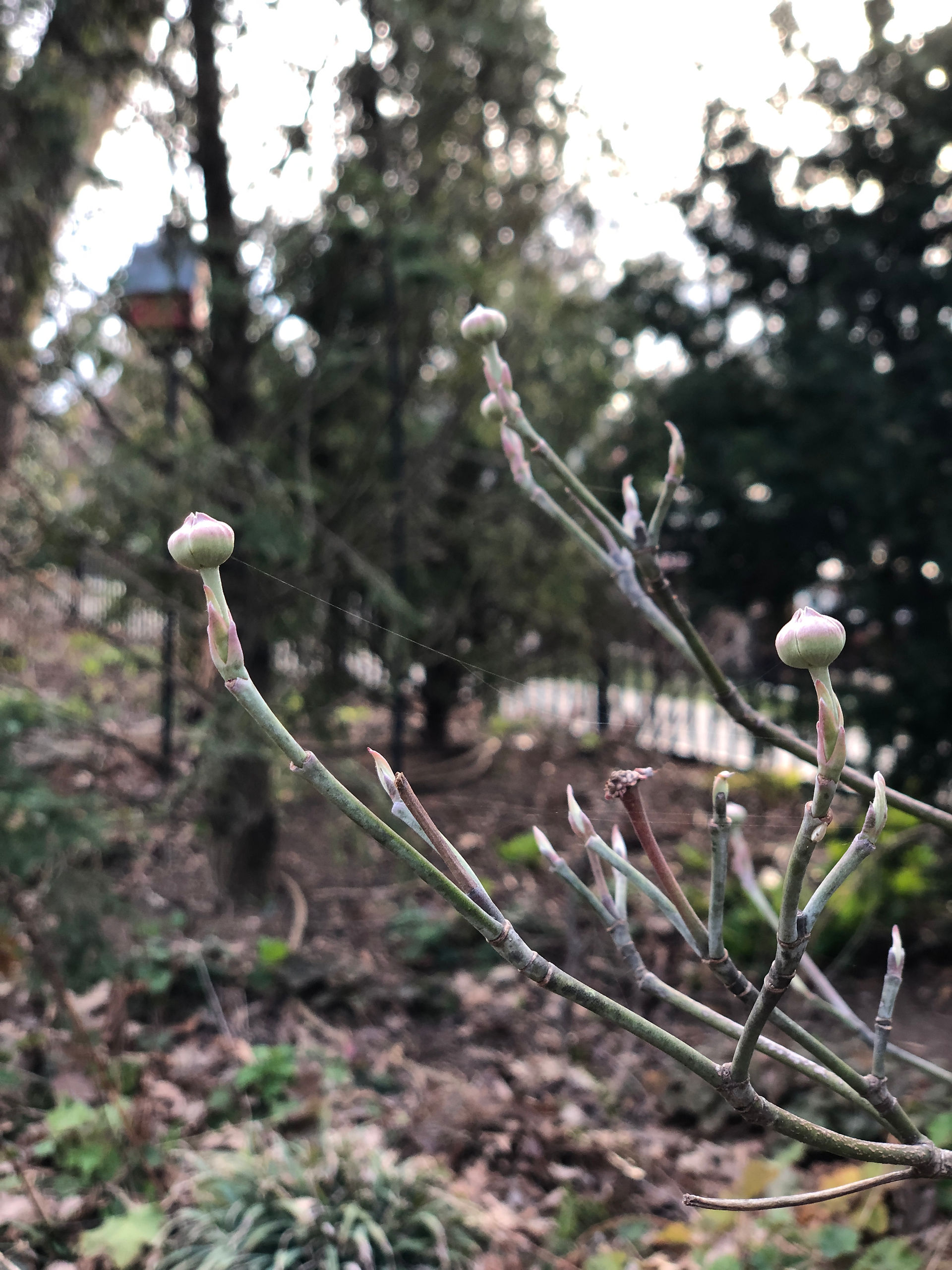dogwood