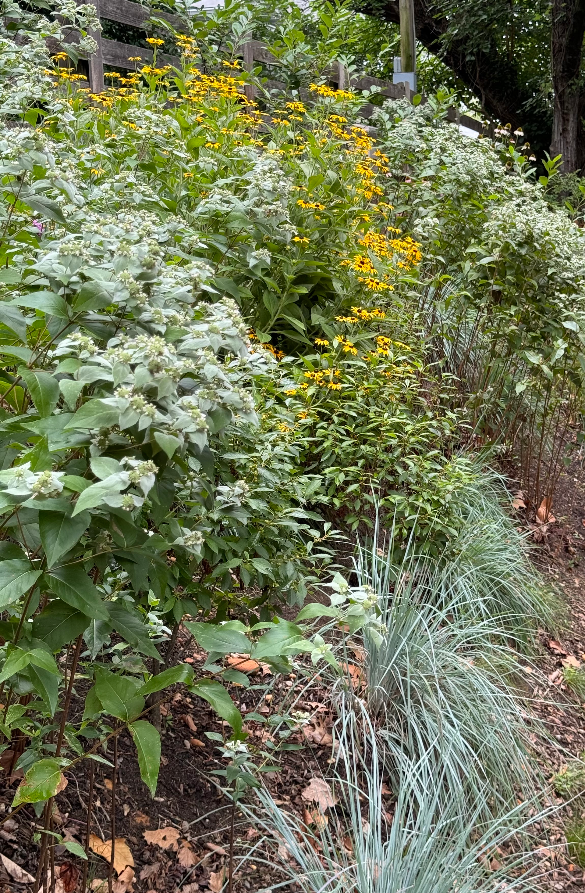 mountain mint on a hillside
