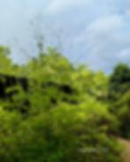 tall airy plants against blue sky