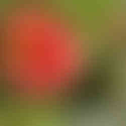 yellow and pink flower closeup