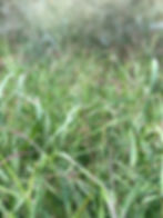 native switchgrass seedheads