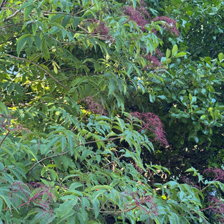 beautyberry