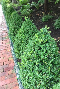 cone shaped shrubs