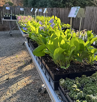 plants for sale on metal table