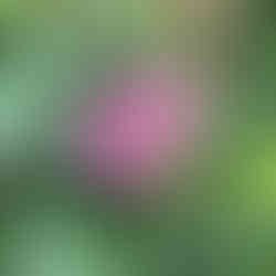 pink flower with bee
