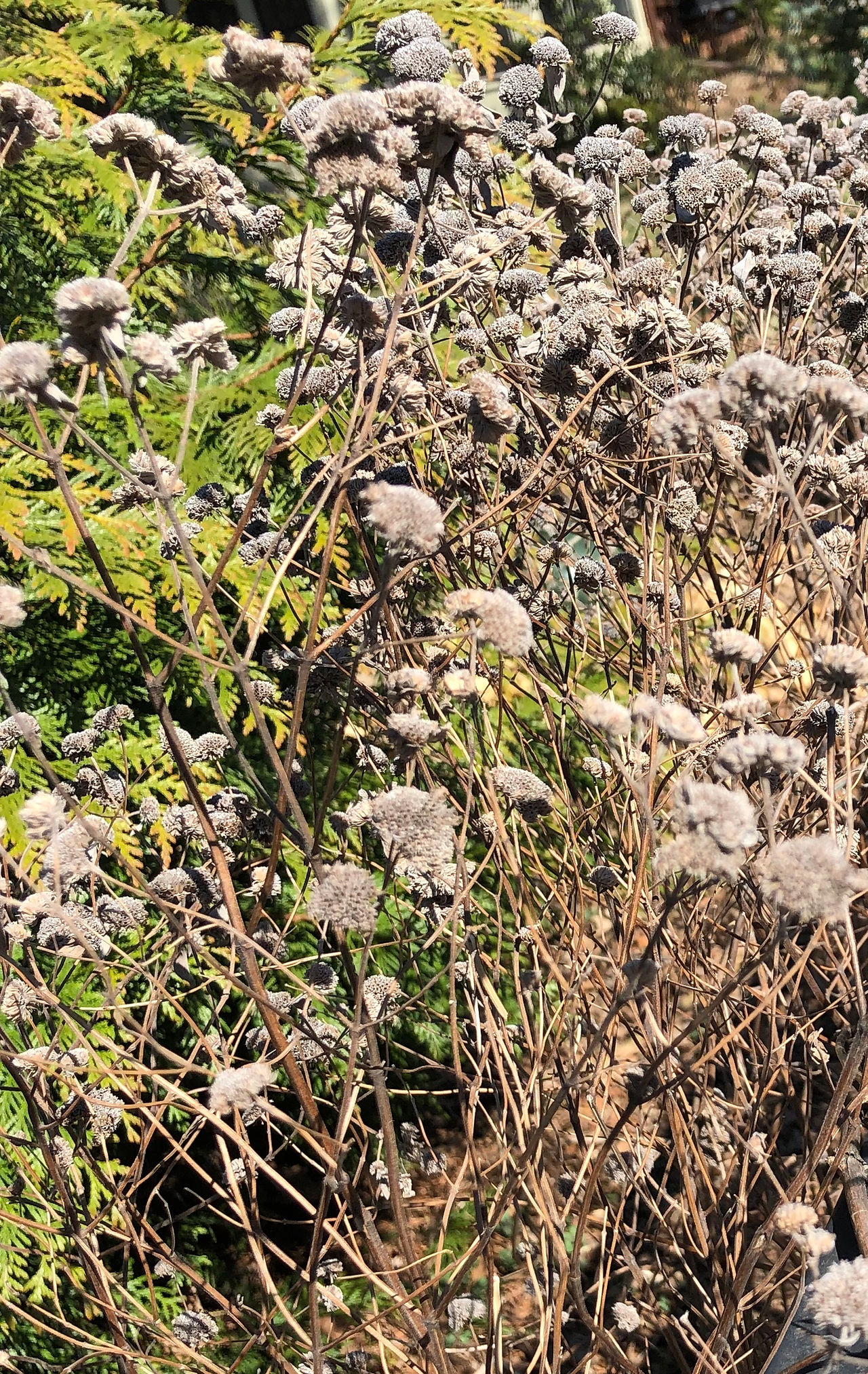 small brown seed heads