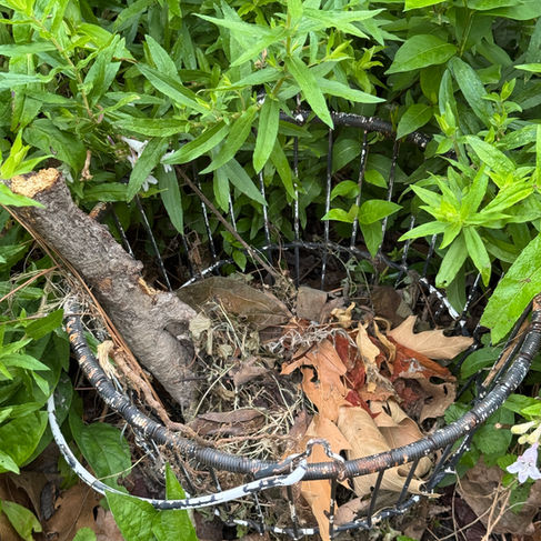 garden plants and wire basket