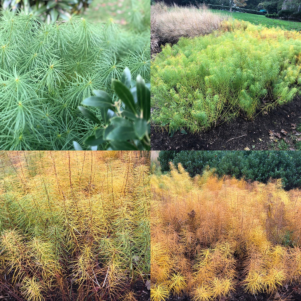 four images of a plant chaning from green to gold