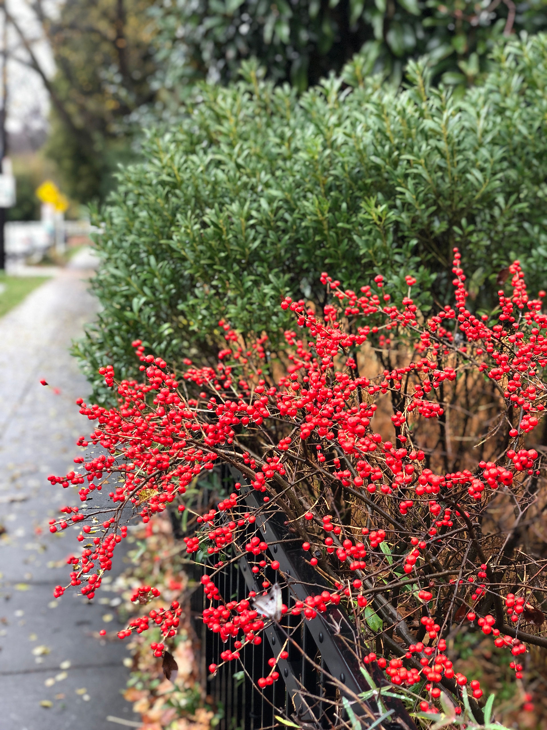 winterberry