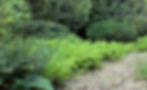 green ferns and path