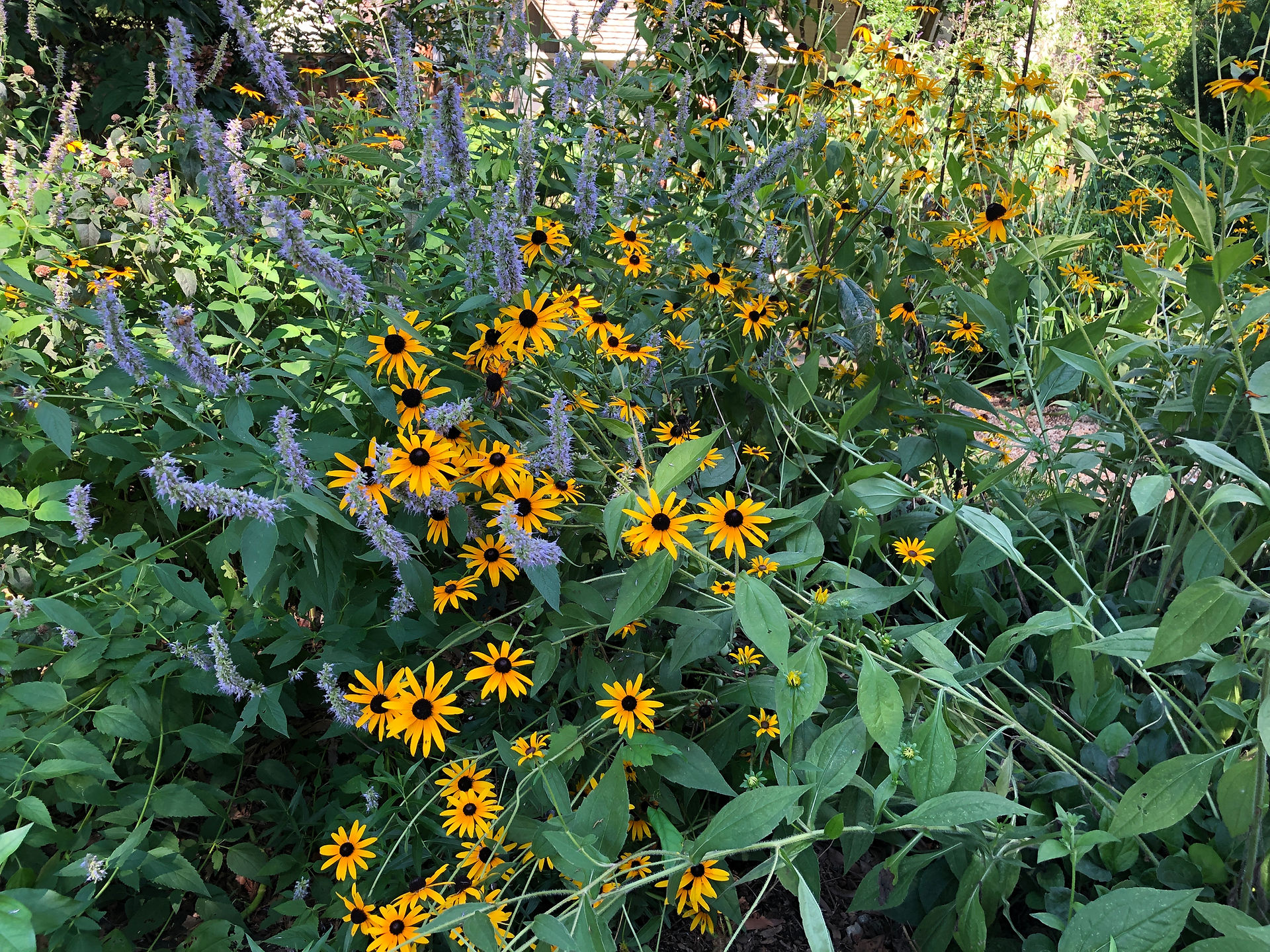 black-eyed susan