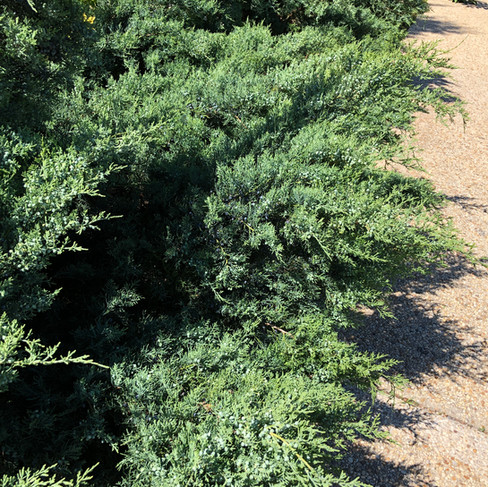 'grey owl' at USBG eastern red cedar