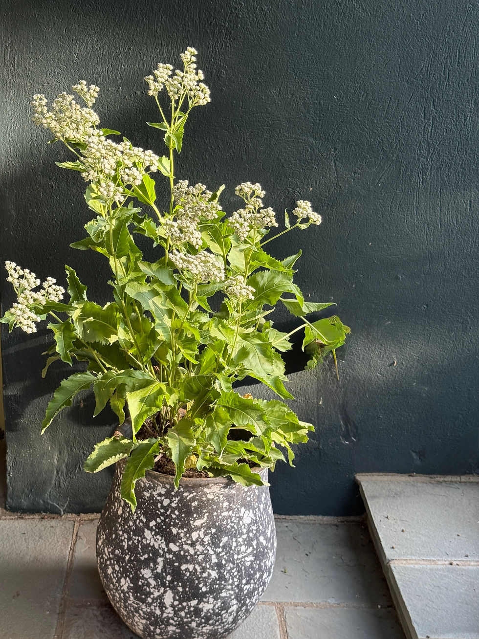 grey and white container with plant that is blooming with white flowers