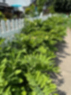 white picket fence and green plant
