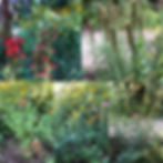 native perennials in front of row home