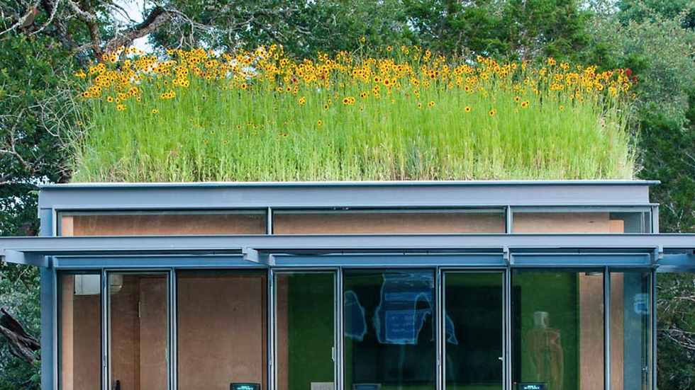 rooftop of shed with yellow flowers