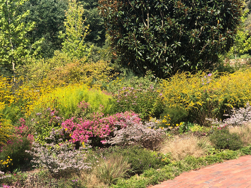 pink and yellow flowers in sun
